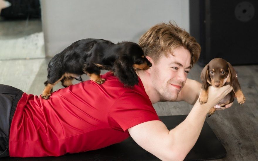 Dachshund puppies climbing on a guest during yoga