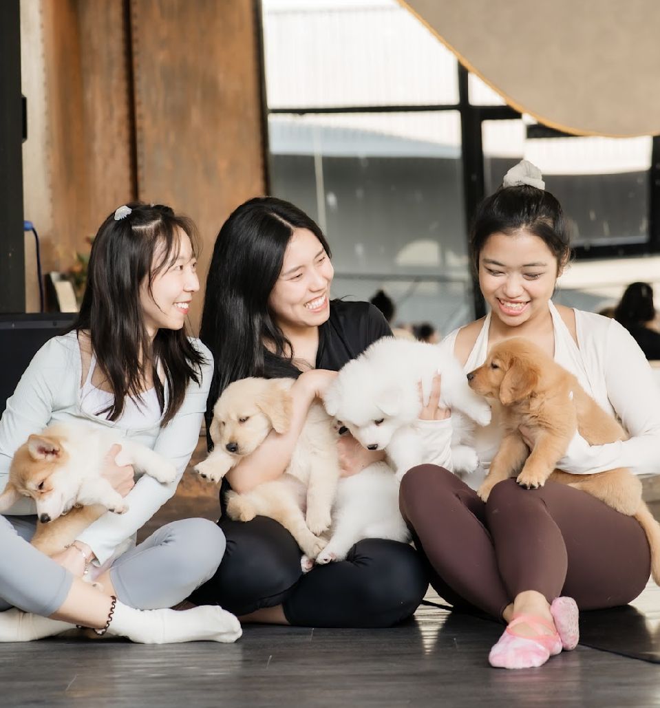 Guests cuddling golden retriever, corgi and samoyed puppies