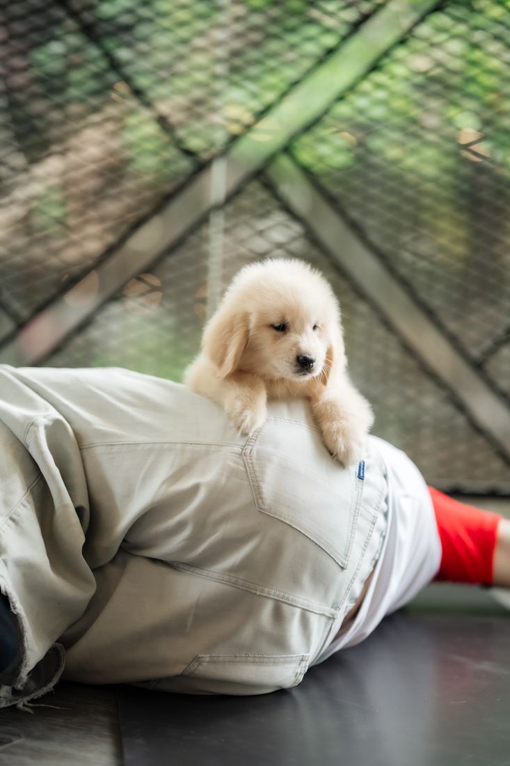 Golden puppy resting on a guest