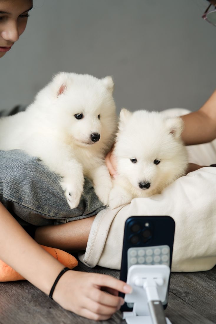 Two samoyed puppies posing for a selfie