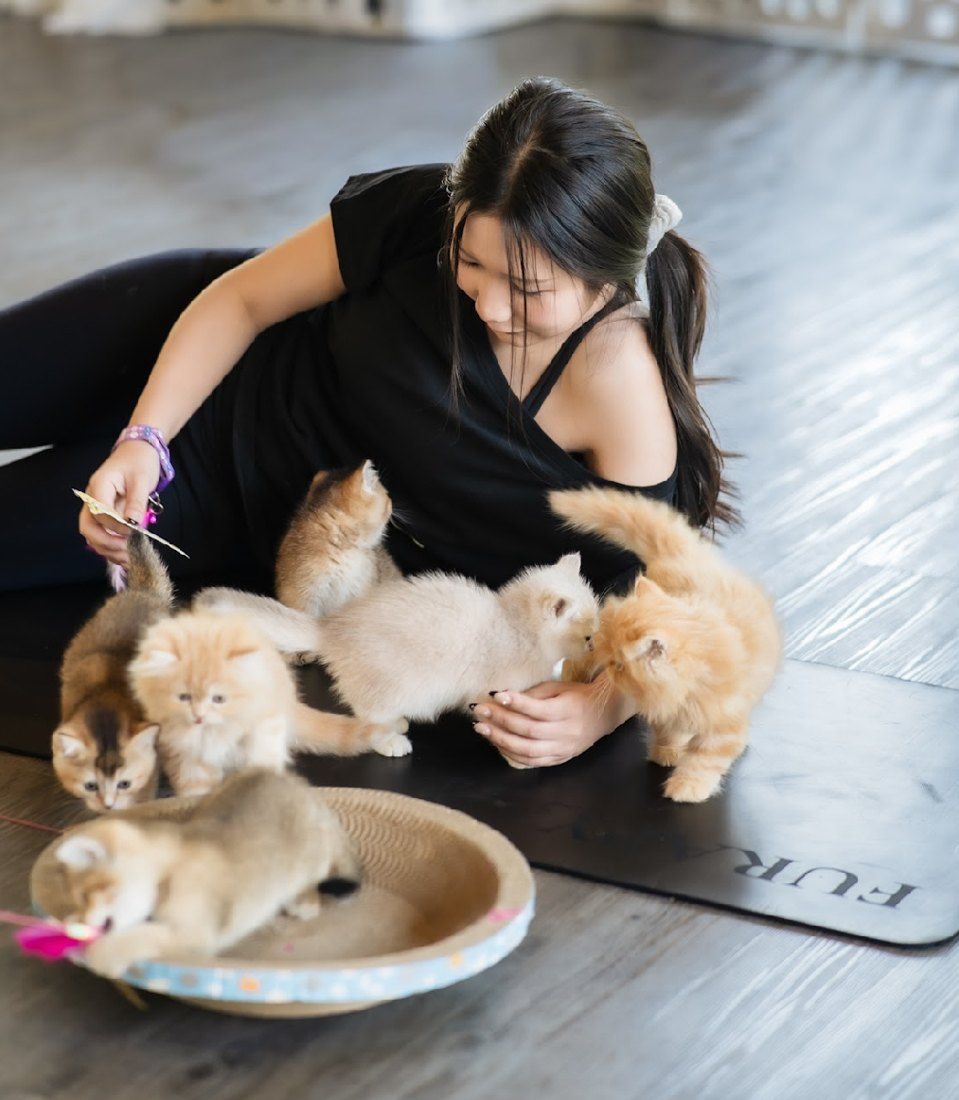 Guest playing with ginger, white and grey kittens on a yoga mat