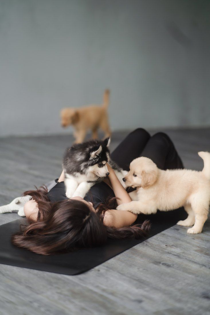 Husky and golden puppies on a resting guest