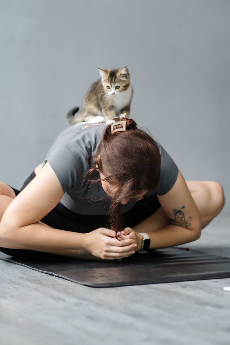 Kitten perched on a guest in a yoga pose
