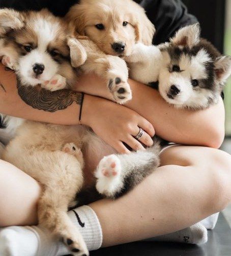 Corgi, golden and husky puppies cuddled together