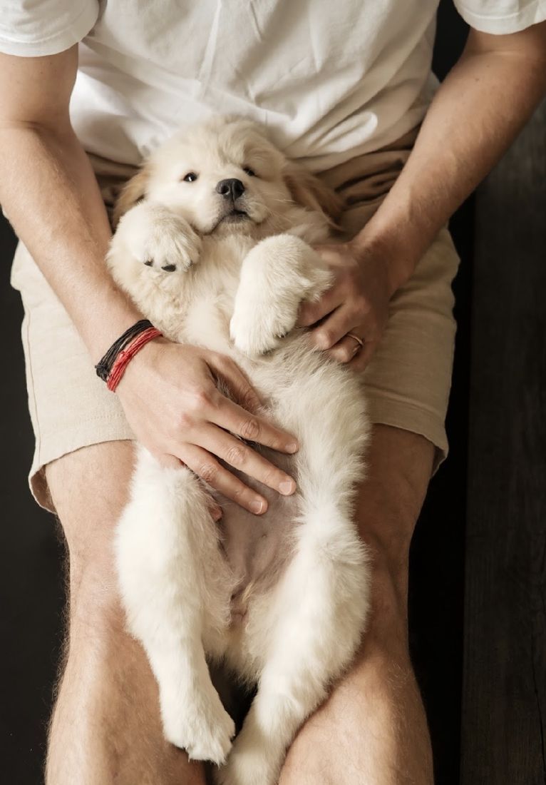 Fluffy puppy relaxing on a guest’s lap