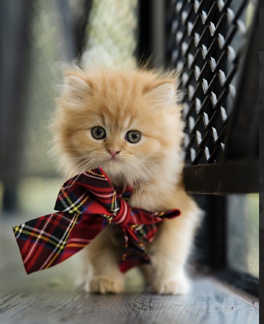 Ginger kitten wearing a tartan bow