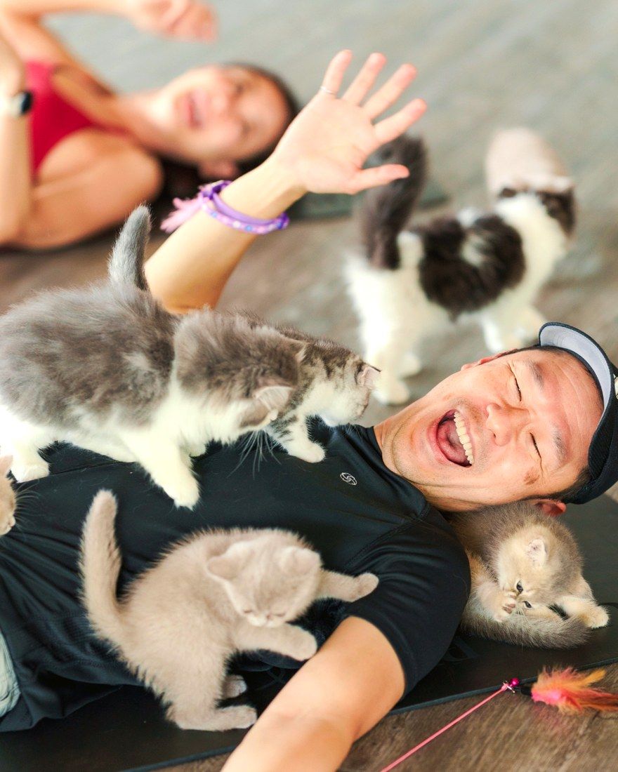 Guest laughing with kittens climbing on him