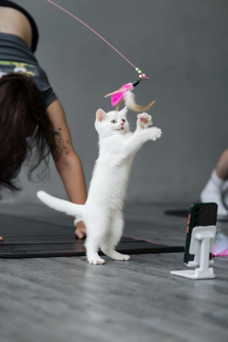 White kitten leaping for a feather toy