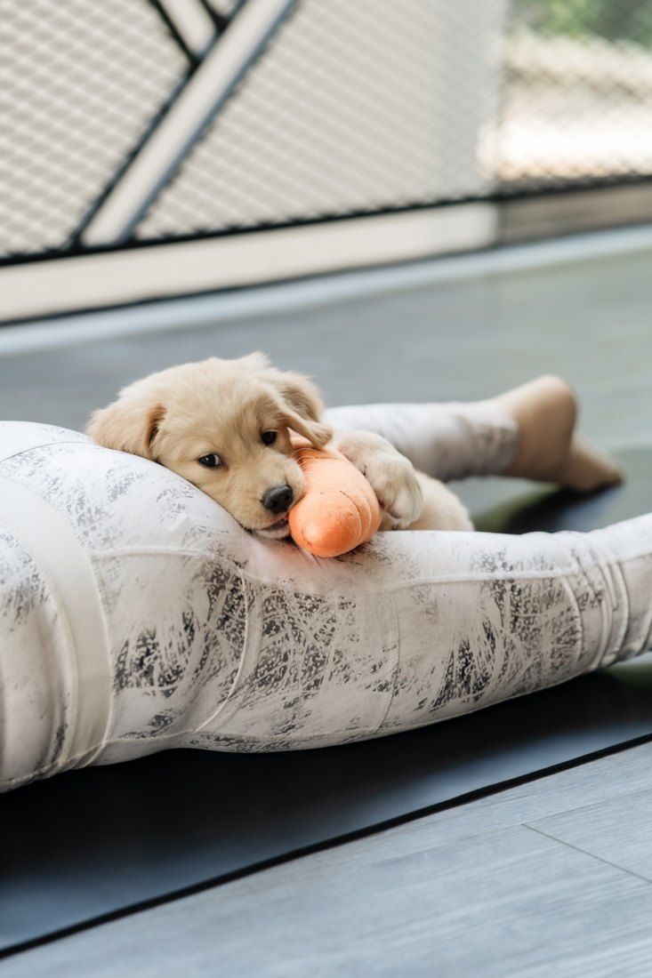 Golden puppy chewing a carrot toy