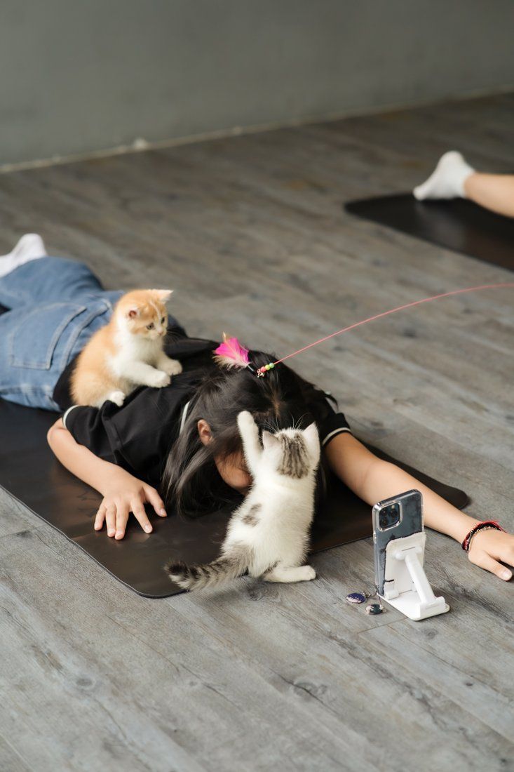 Kittens playing on a resting guest