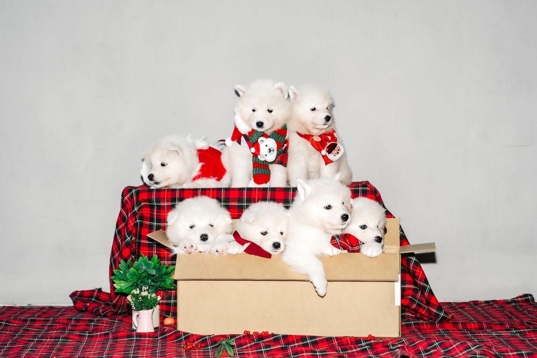 Samoyed puppies in festive scarves