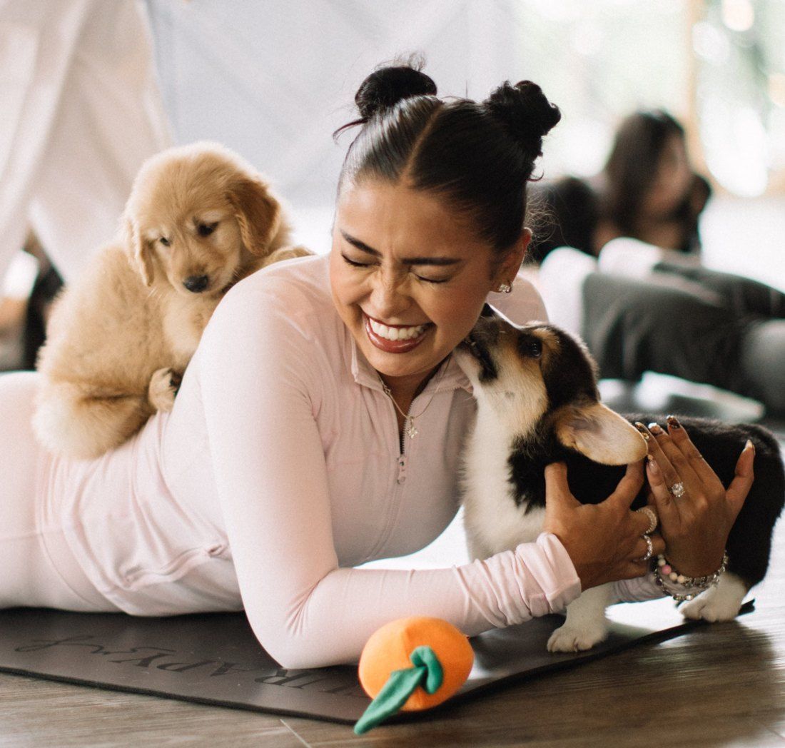 Guest laughing as a corgi puppy kisses her