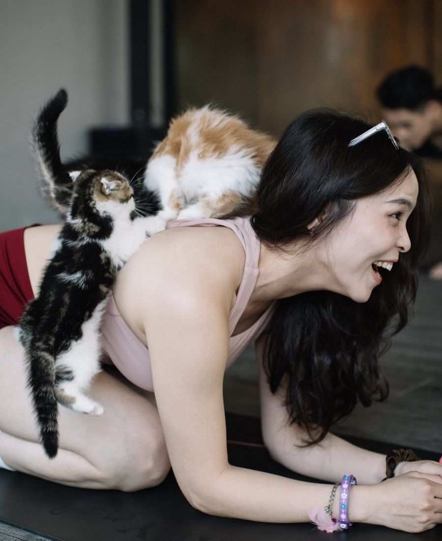 Kittens climbing on a guest during yoga